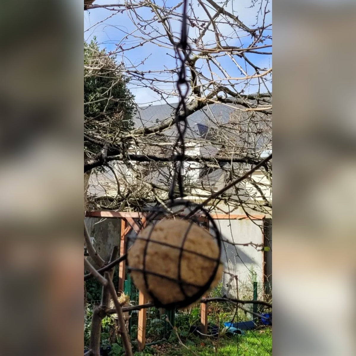 Köparbild: talgbollshållaren med talgboll i ett träd på vintern