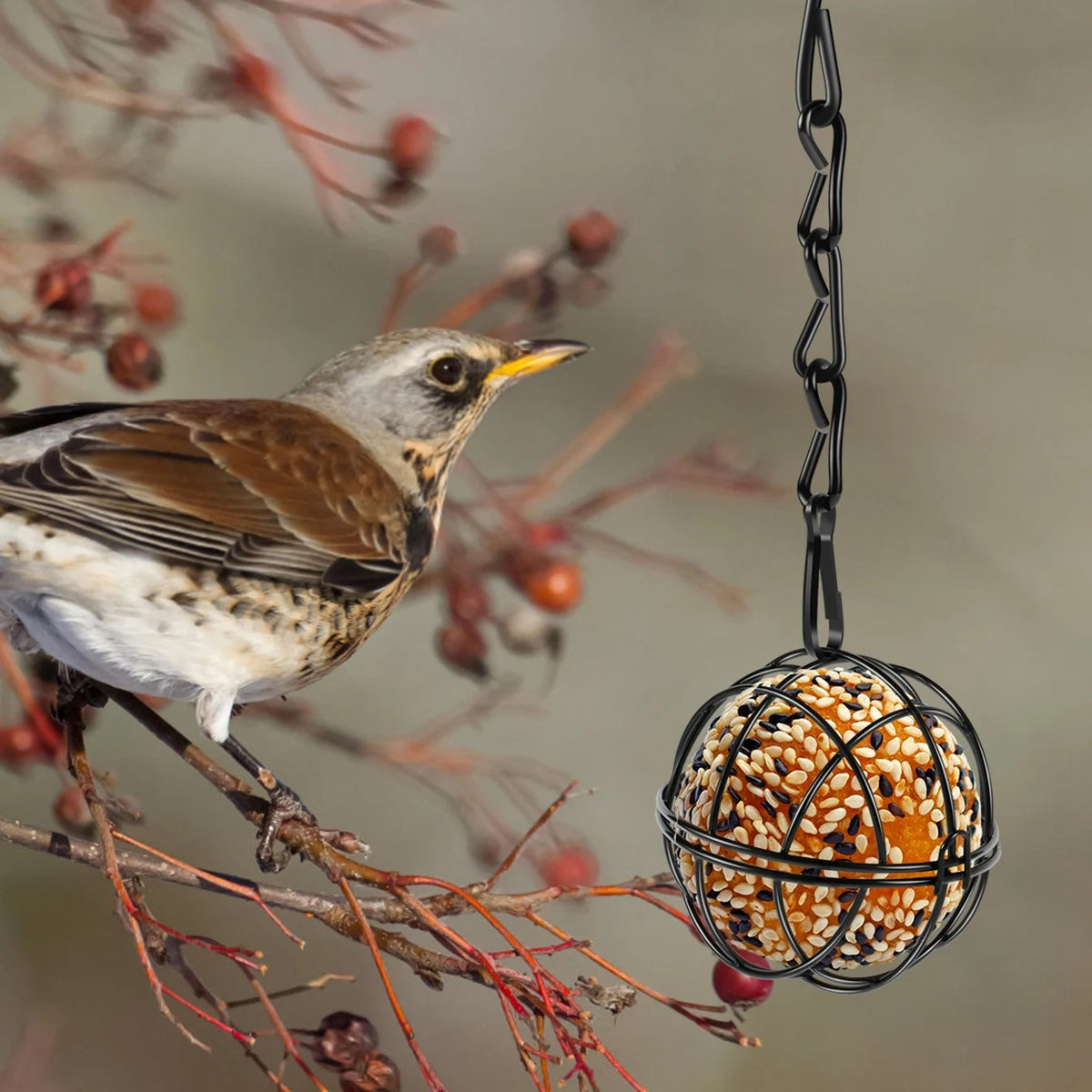 Björktrast vid en talgbollshållare med talgboll